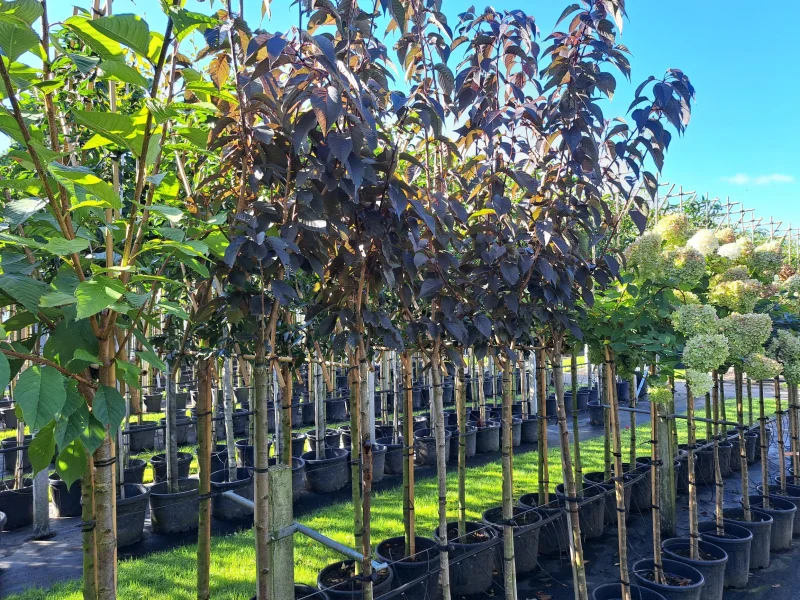 Prunus s. Royal Burgundy Halfstam (Japanse Sierkers)-2