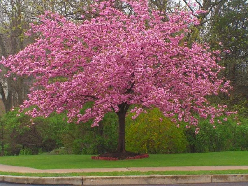 Prunus Serrulata Kanzan Halfstam (Japanse Sierkers)