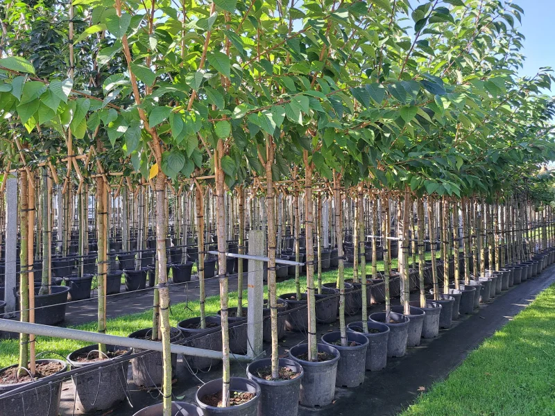 Prunus Serrulata Kanzan Halfstam (Japanse Sierkers)-3