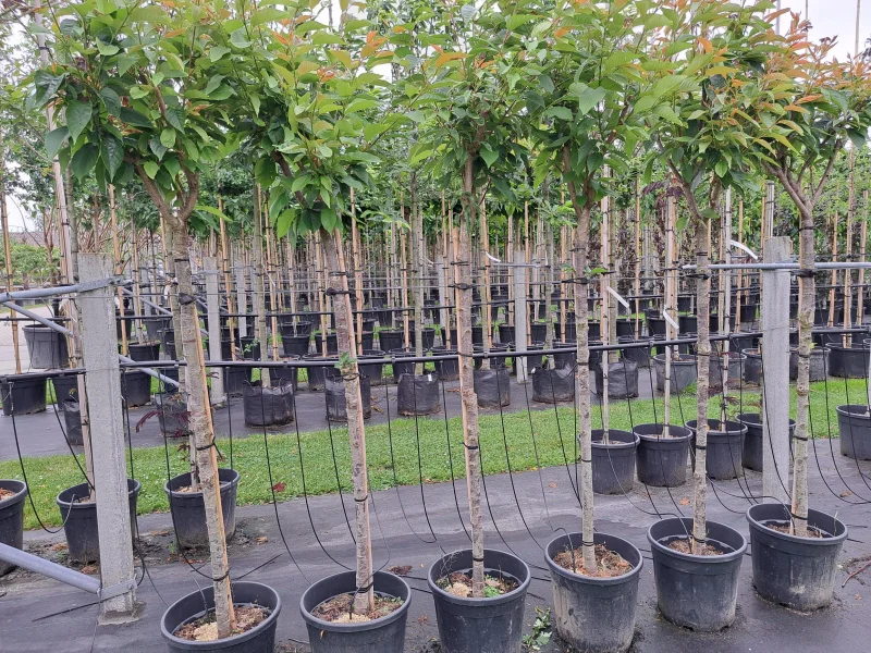 Prunus Serrulata Kanzan Halfstam (Japanse Sierkers)-4