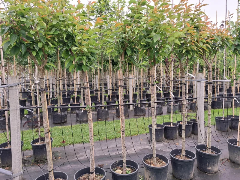 Prunus Serrulata Kanzan Halfstam (Japanse Sierkers)-5