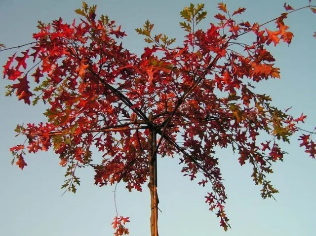 Quercus Palustris Dachform (Sumpfeiche)