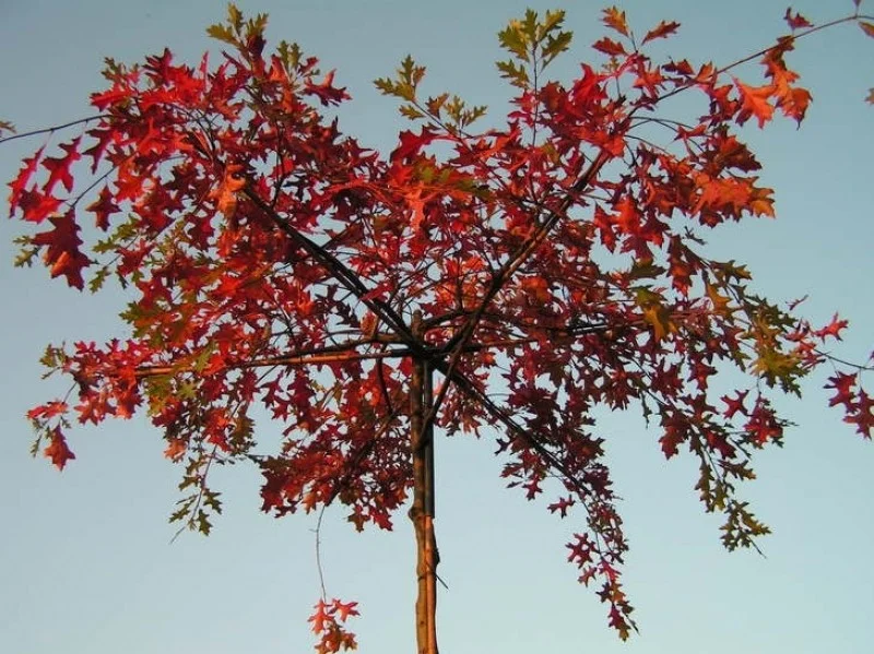 Quercus Palustris (Dakmoeraseik)