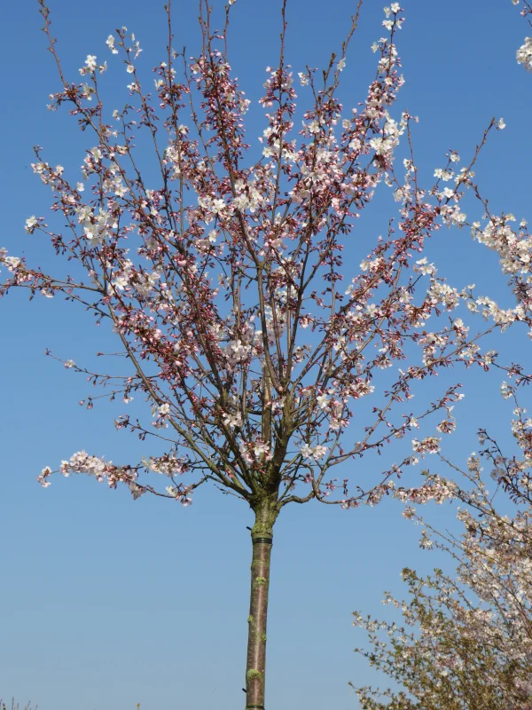 Prunus Subhirtella Autumnalis Halfstam (Japanse Sierkers)-2