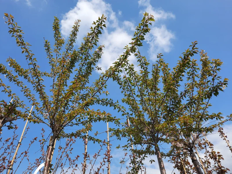 Prunus Subhirtella Autumnalis Halfstam (Japanse Sierkers)-3