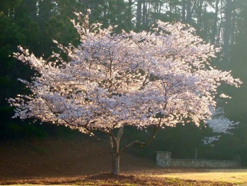 Prunus Subhirtella Autumnalis Rosea Halfstam (Japanse Sierkers)