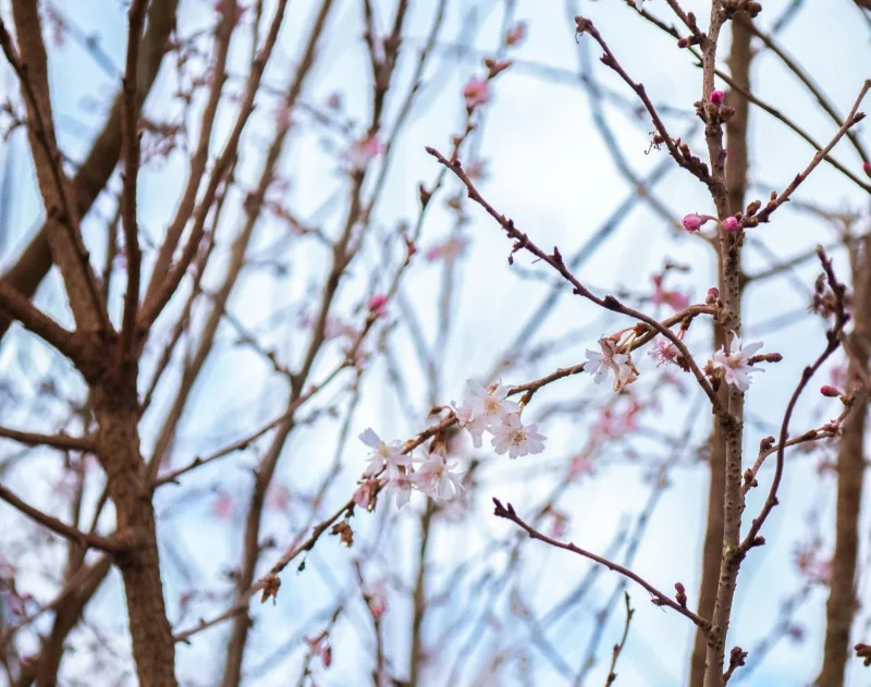 Prunus Subhirtella Autumnalis Rosea Halfstam (Japanse Sierkers)-5