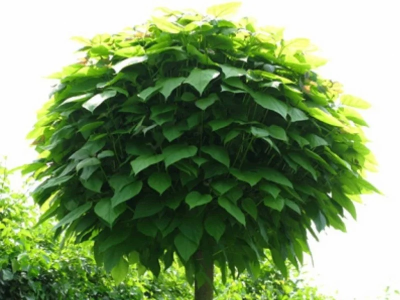 Bolcatalpa Halfstam (Catalpa Nana)-1