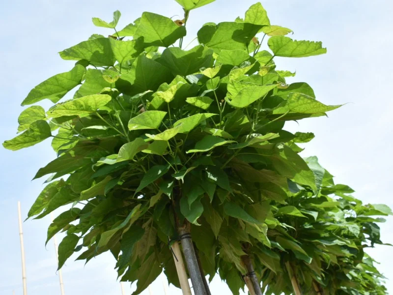Bolcatalpa Halfstam (Catalpa Nana)-2
