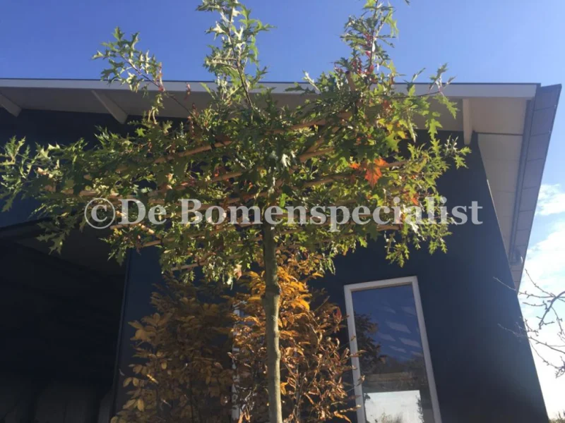Quercus Palustris (Dakmoeraseik)-2