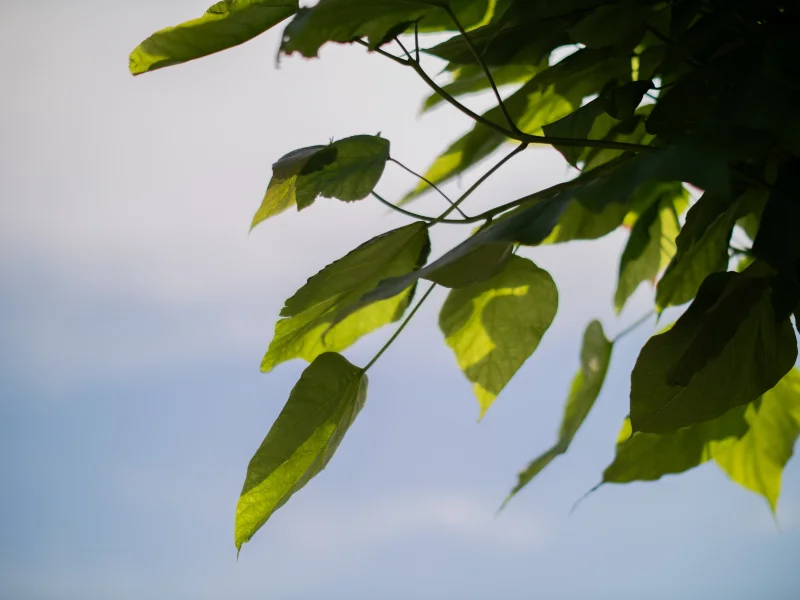 Bolcatalpa Halfstam (Catalpa Nana)-6