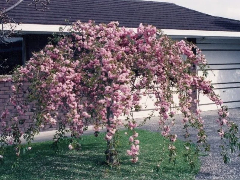 Prunus Kiku Shidare Zakura Halfstam (Sierprunus)-1