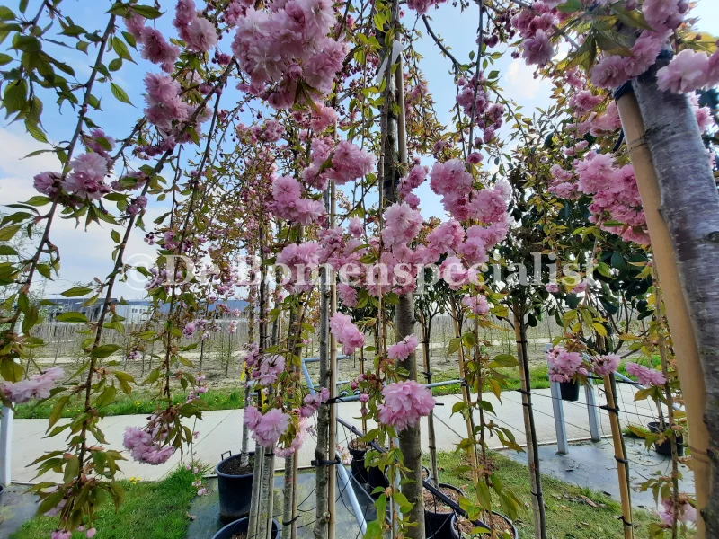 Prunus Kiku Shidare Zakura Halfstam (Sierprunus)-2