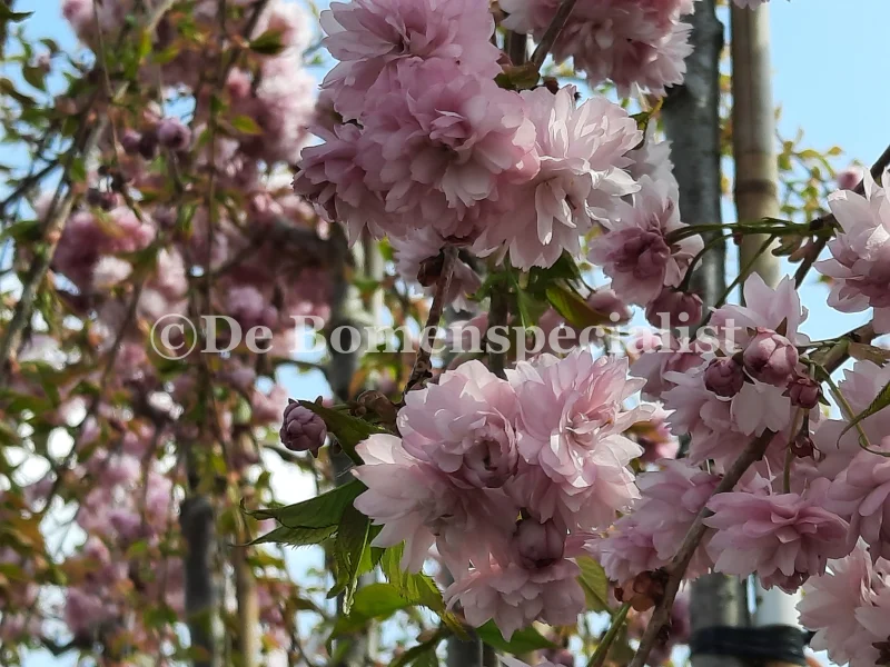 Prunus Kiku Shidare Zakura Halfstam (Sierprunus)-3