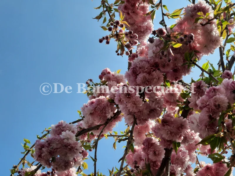 Prunus Kiku Shidare Zakura Halfstam (Sierprunus)-4