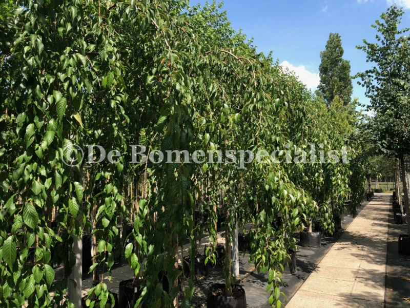 Prunus Kiku Shidare Zakura Halfstam (Sierprunus)-5