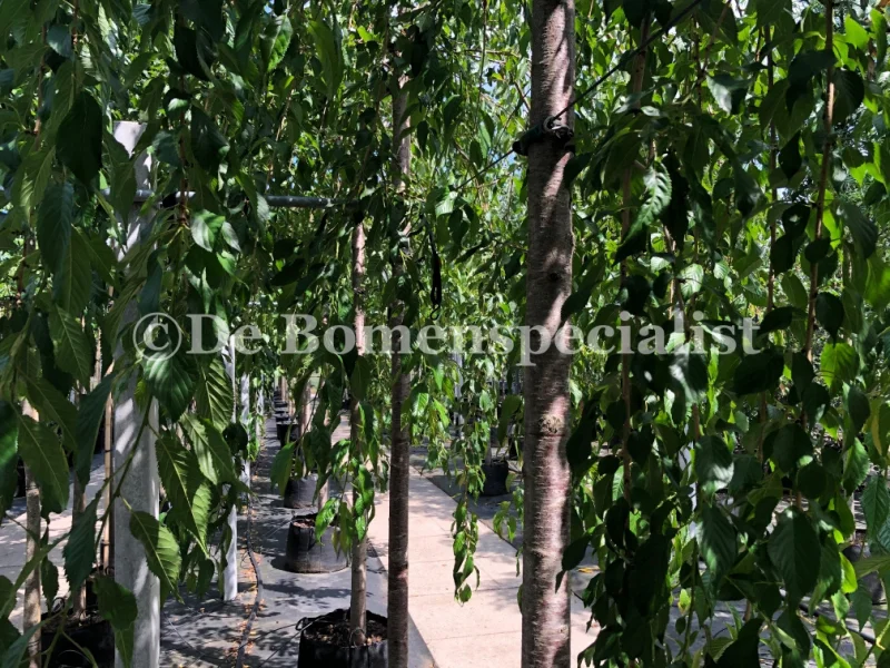 Prunus Kiku Shidare Zakura Halfstam (Sierprunus)-6