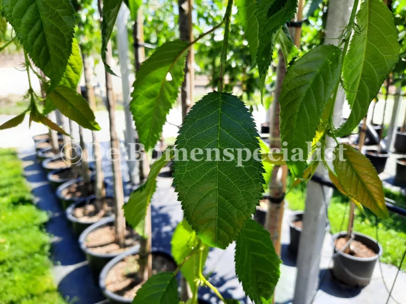 Prunus Kiku Shidare Zakura Halfstam (Sierprunus)-7