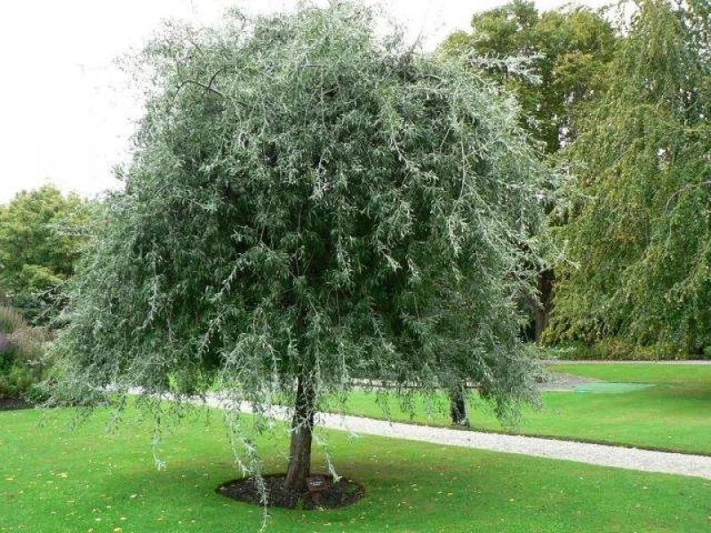 Pyrus Salicifolia Pendula Halfstam (Treursierpeer)
