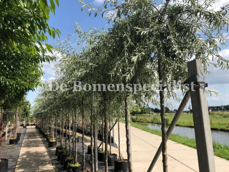 Pyrus Salicifolia Pendula Halfstam (Treursierpeer)-3