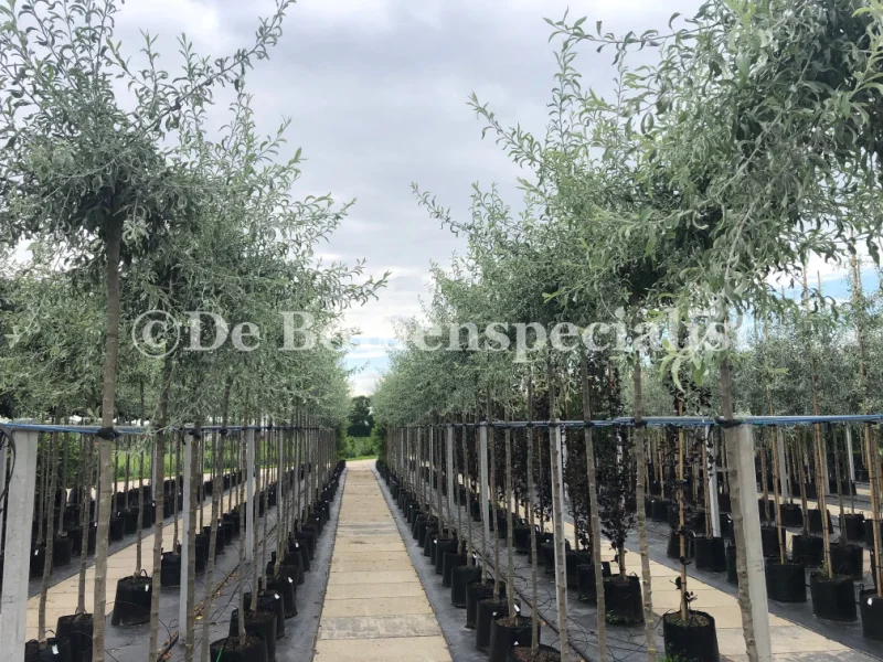 Pyrus Salicifolia Pendula Halfstam (Treursierpeer)-4