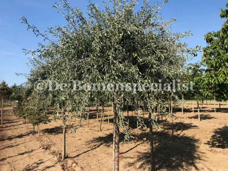 Pyrus Salicifolia Pendula Halfstam (Treursierpeer)-5