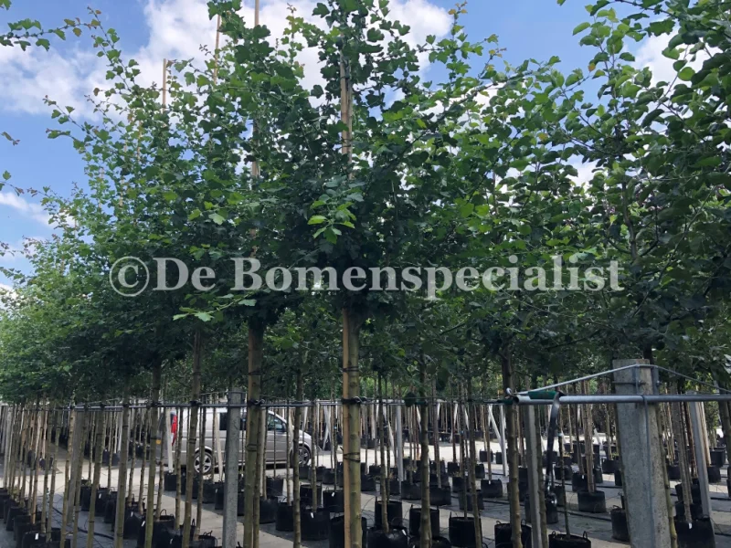 Crataegus laevigata Pauls Scarlet Halfstam (Rode Meidoorn)