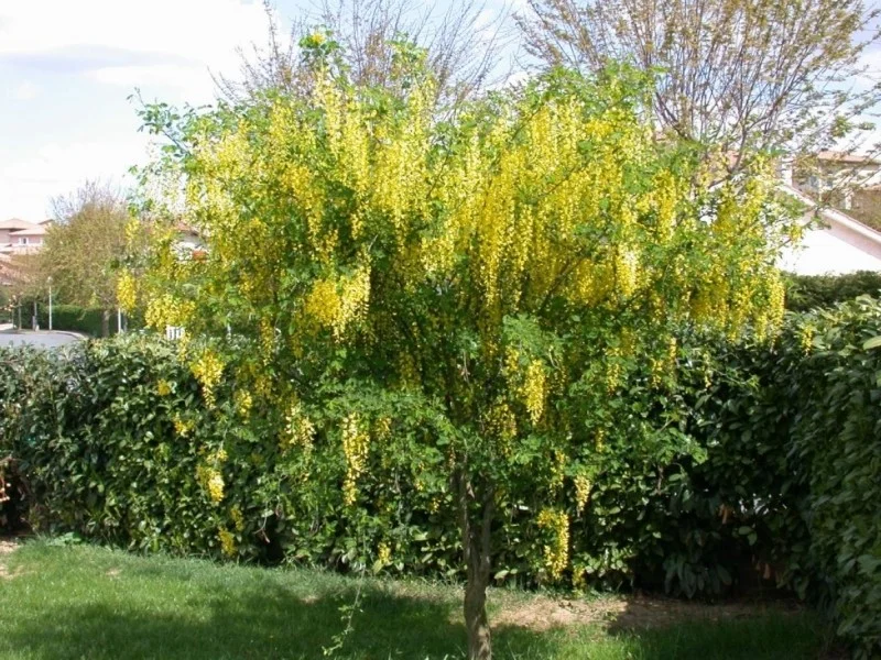 Laburnum Watereri Vossi Halfstam (Goudenregen)