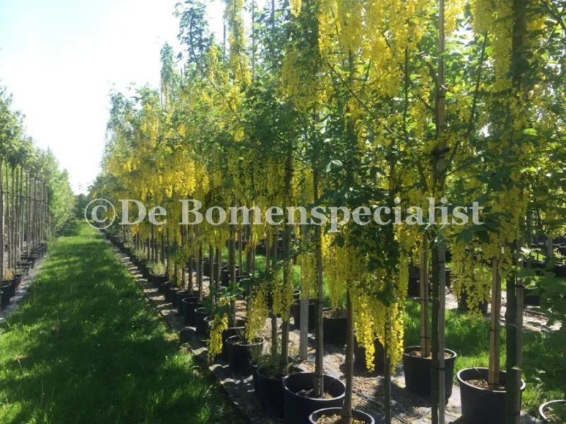 Laburnum Watereri Vossi Halfstam (Goudenregen)