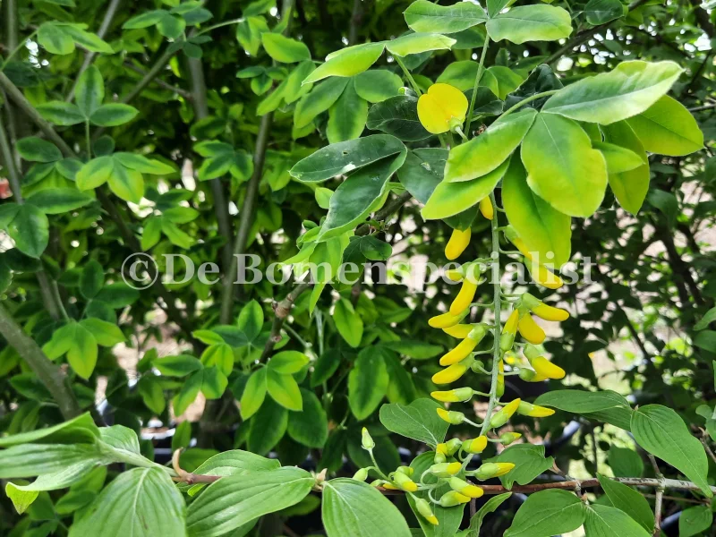 Laburnum Watereri Vossi Halfstam (Goudenregen)-3