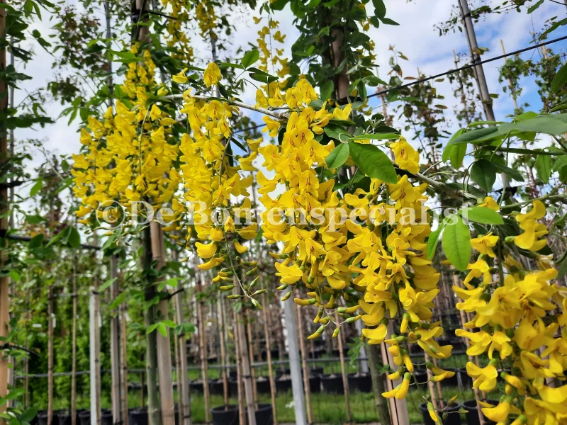Laburnum Watereri Vossi Halfstam (Goudenregen)-4