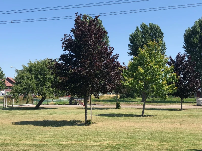 Acer Platanoides Royal Red Halfstam (Esdoorn)-1