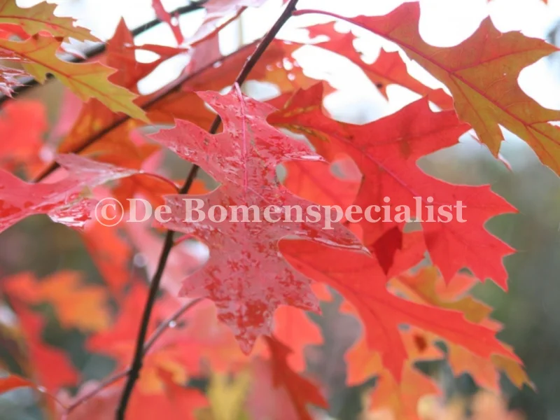 Quercus Palustris (Dakmoeraseik)-5