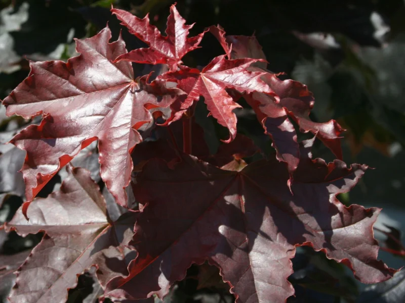 Acer Platanoides Royal Red Halfstam (Esdoorn)-3