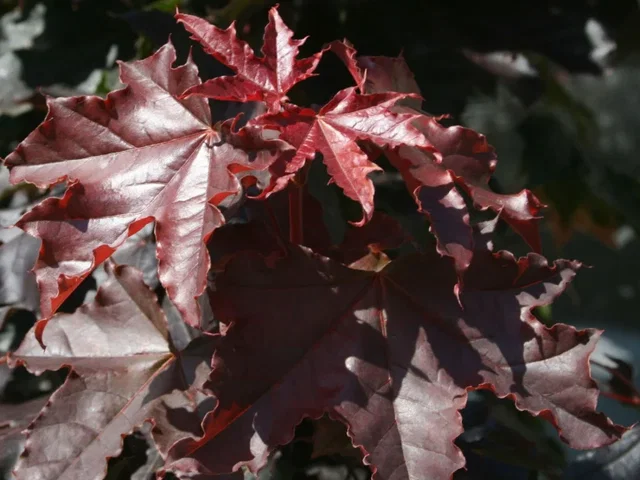 Acer Platanoides Crimson Sentry Halbstamm (Blutahorn)