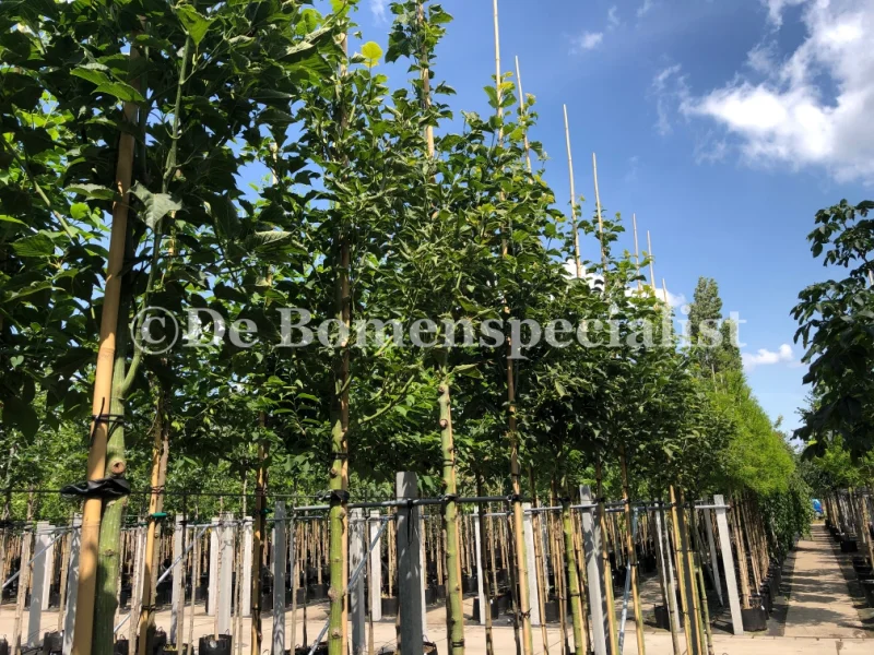 Acer Davidii (Chinese Esdoorn)