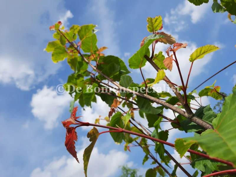 Acer Davidii (Chinese Esdoorn)