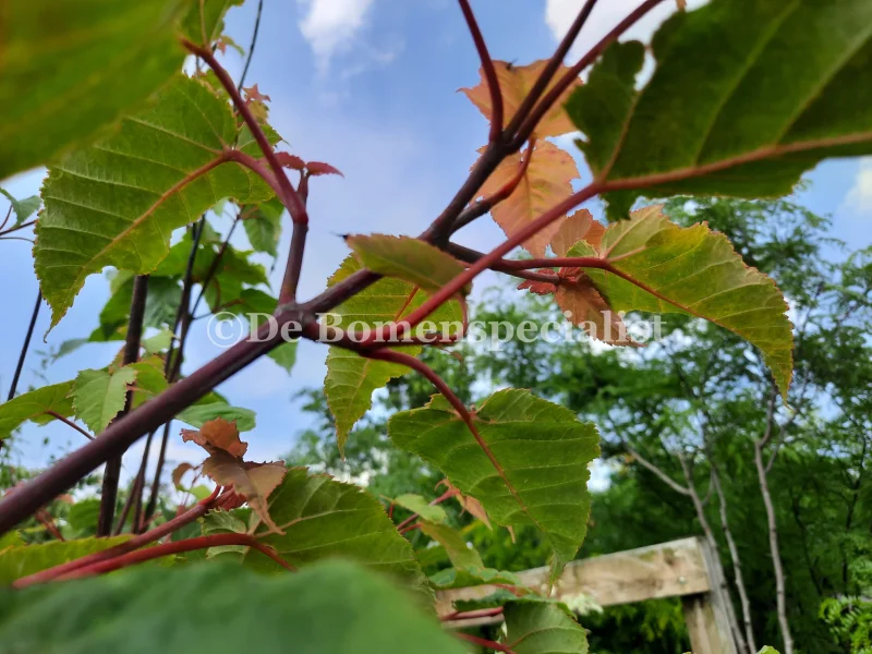 Acer Davidii (Chinese Esdoorn)-3