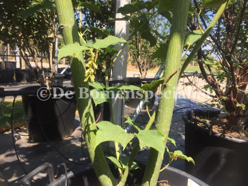 Acer Davidii (Chinese Esdoorn)-4