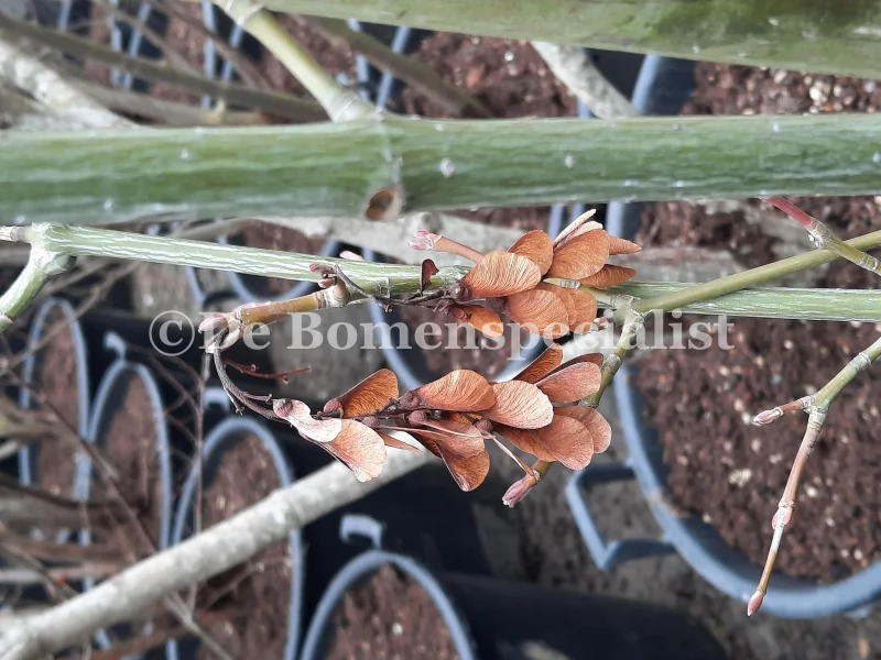 Acer Davidii (Chinese Esdoorn)-5