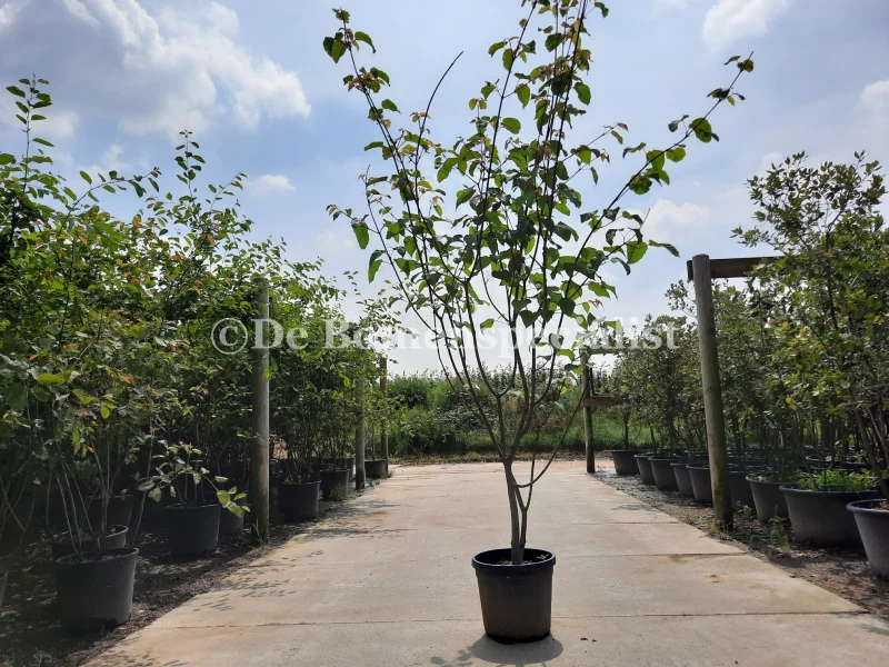 Acer Davidii Meerstammig (Chinese Esdoorn)