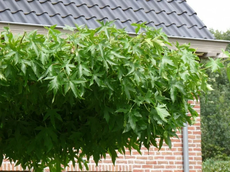 Liquidambar s. Gum Ball Dakvorm (Dakamberboom)