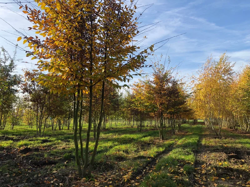 Carpinus Betulus Meerstammig (Gewone Haagbeuk)-1