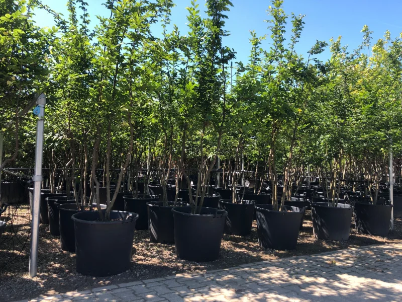 Carpinus Betulus Meerstammig (Gewone Haagbeuk)-3