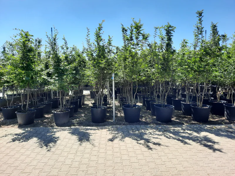 Carpinus Betulus Meerstammig (Gewone Haagbeuk)-4