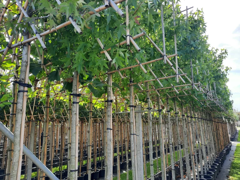 Liquidambar Styraciflua Worplesdon Leiboom (Leiamberboom)-3