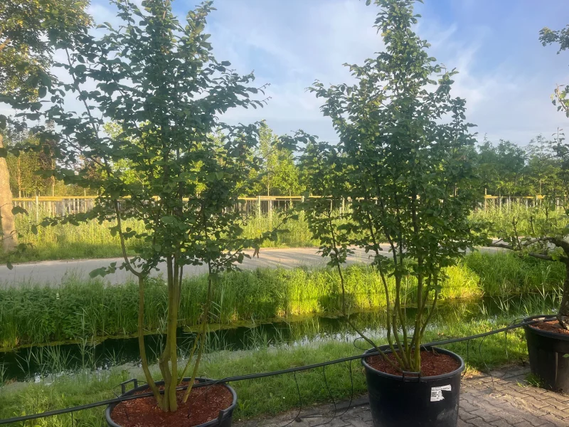Carpinus Betulus Meerstammig (Gewone Haagbeuk)-5