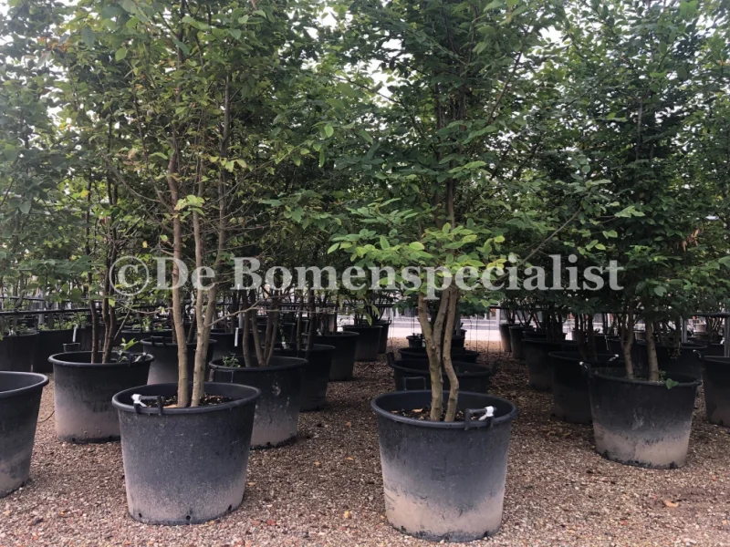 Carpinus Betulus Meerstammig (Gewone Haagbeuk)-6