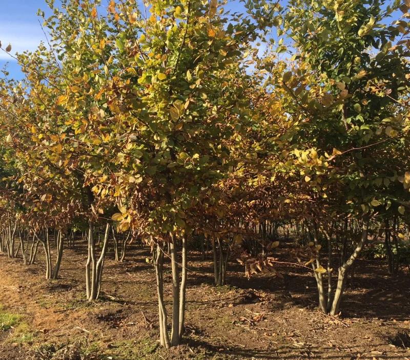 Carpinus Betulus Meerstammig (Gewone Haagbeuk)-9