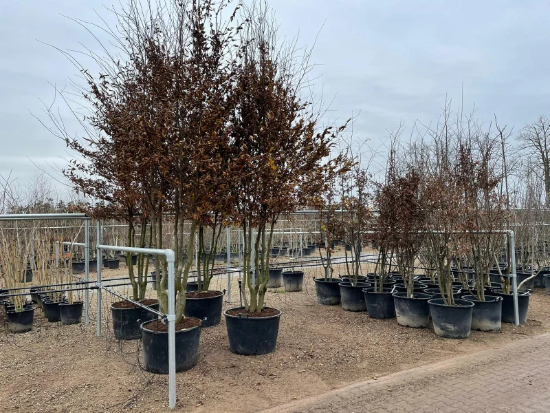 Carpinus Betulus Meerstammig (Gewone Haagbeuk)-10